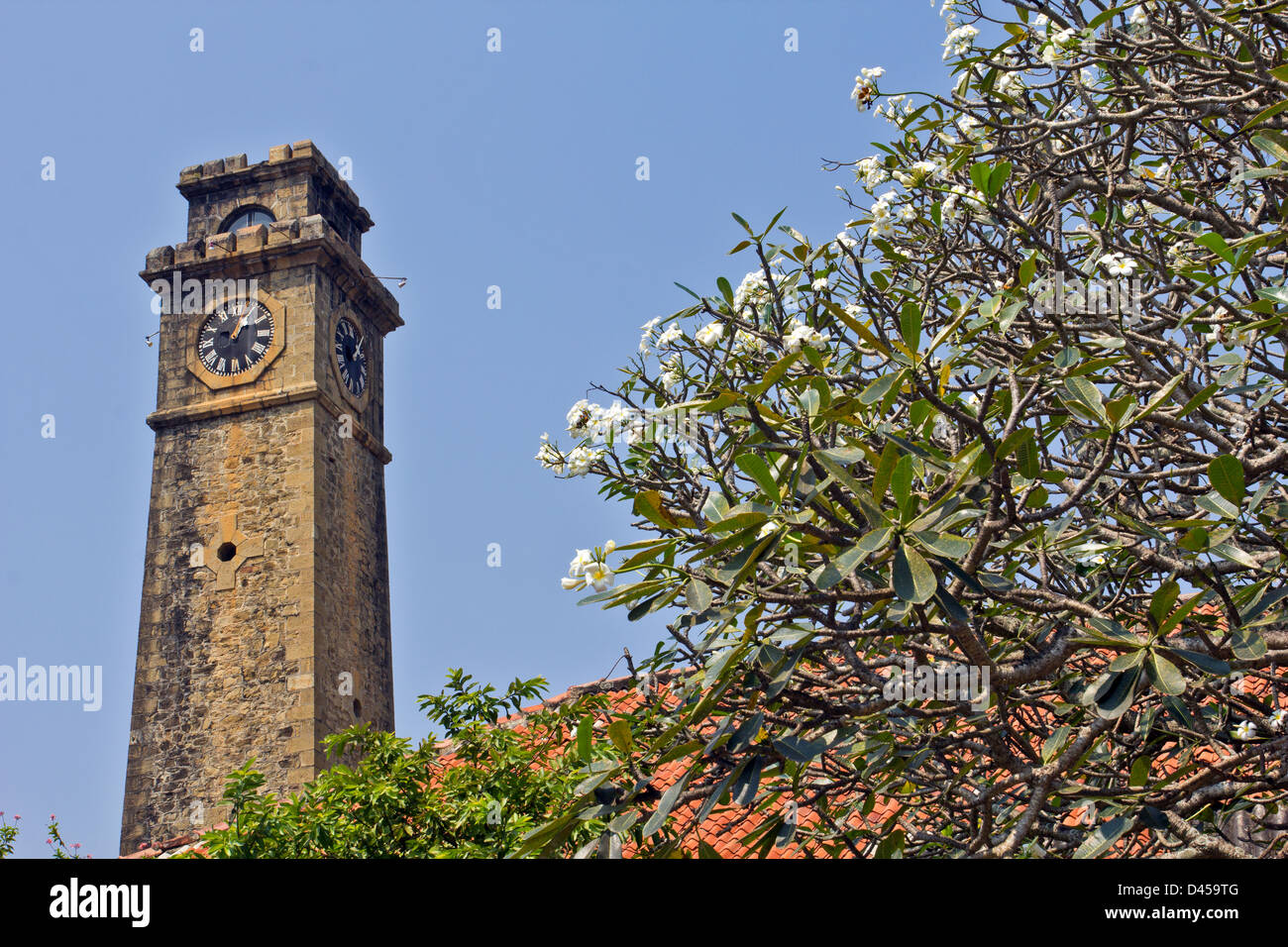 DER ALTE UHRTURM IN FORT GALLE UMGEBEN VON FRANGIPANI-BLÜTEN Stockfoto