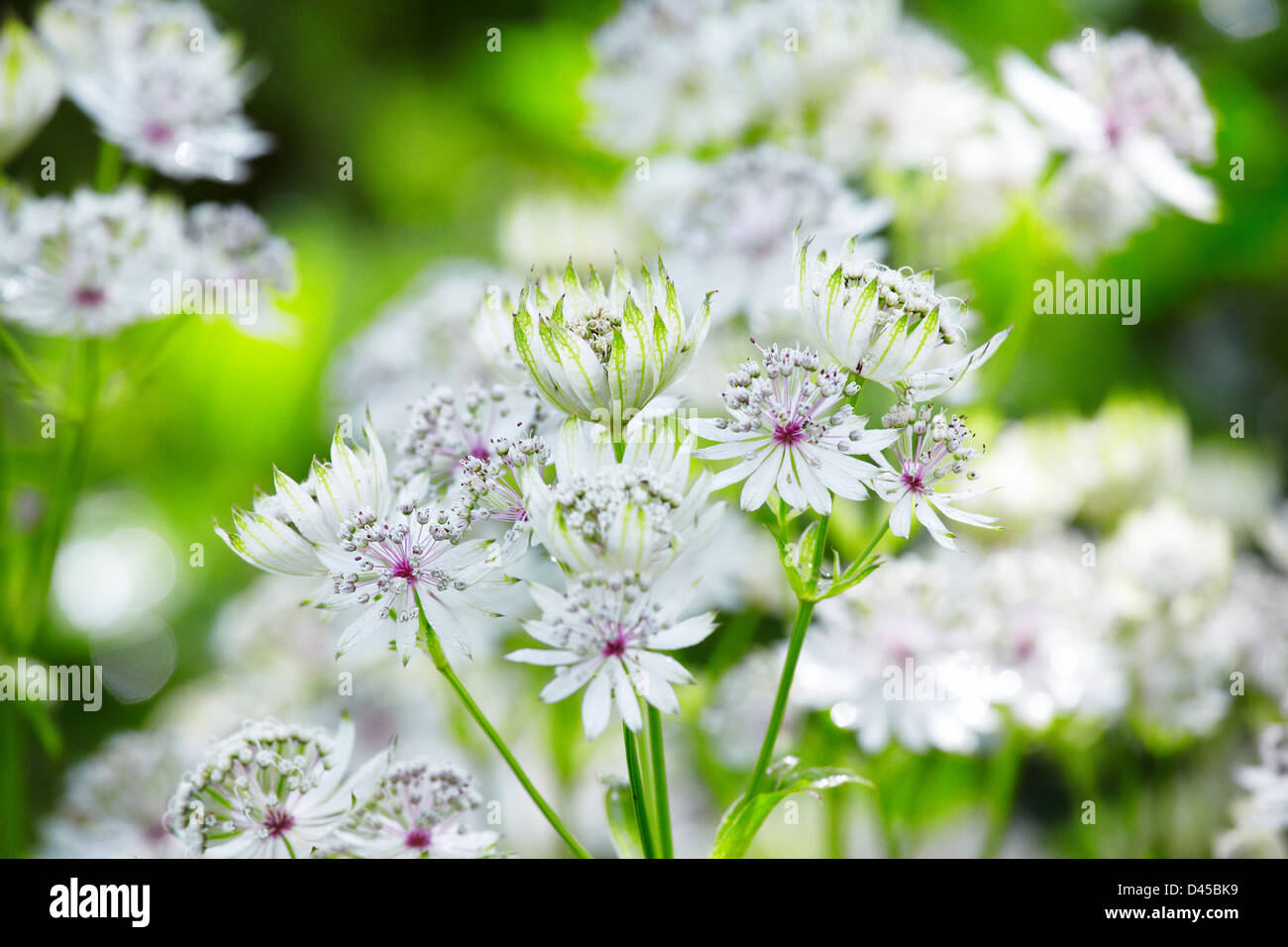 Astrantia major eine englische krautige Grenze Stockfoto