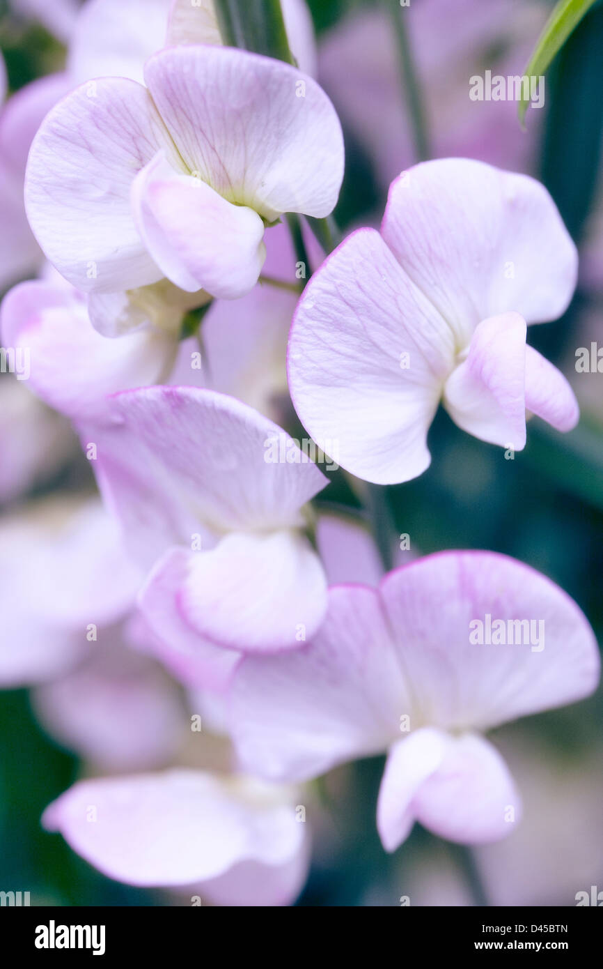 Sweet Pea Blumen in einem englischen Cottage-Garten Stockfoto