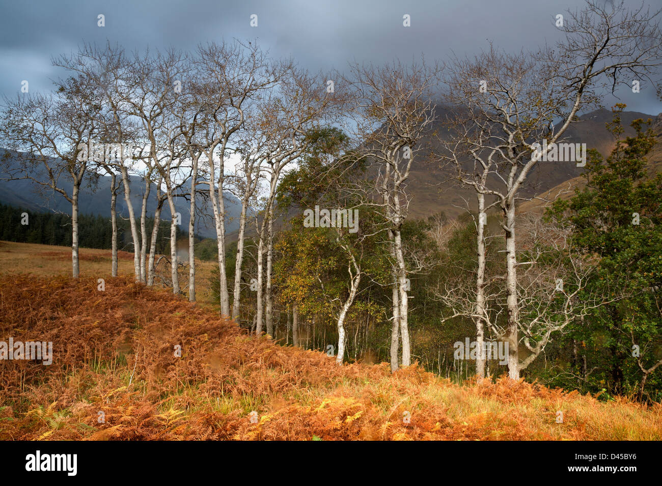 Die weißen Stämme der Pappeln zeichnen sich gegen die Herbstfarben in Glen Etive, Schottland Stockfoto