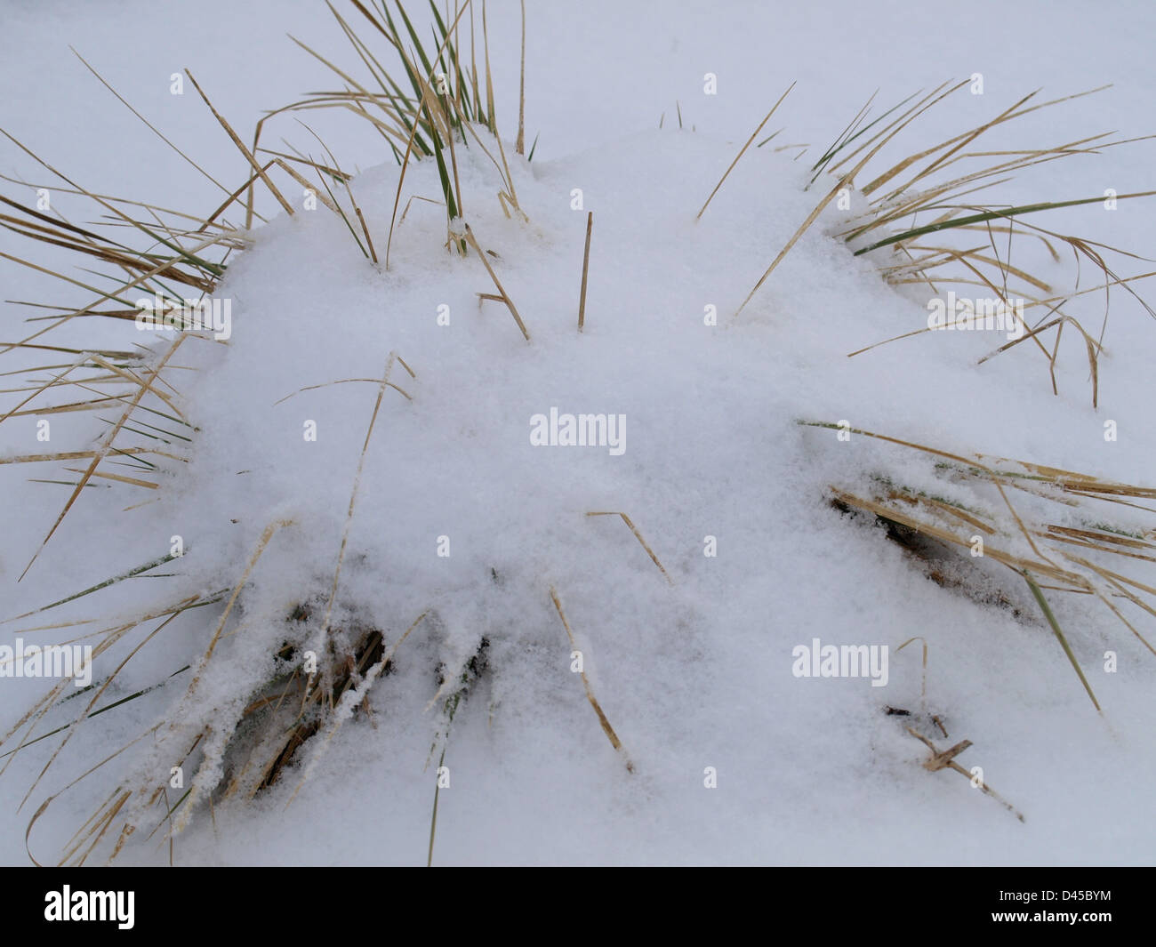 schneebedeckten Rasen Grasbüschel / Verschneites Grasbüschel Stockfoto