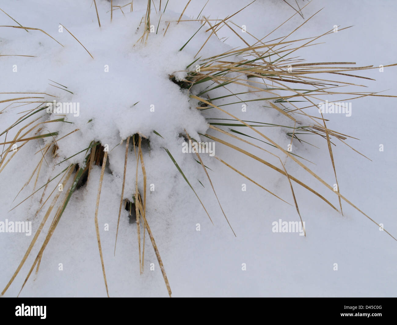 schneebedeckten Rasen Grasbüschel / Verschneites Grasbüschel Stockfoto