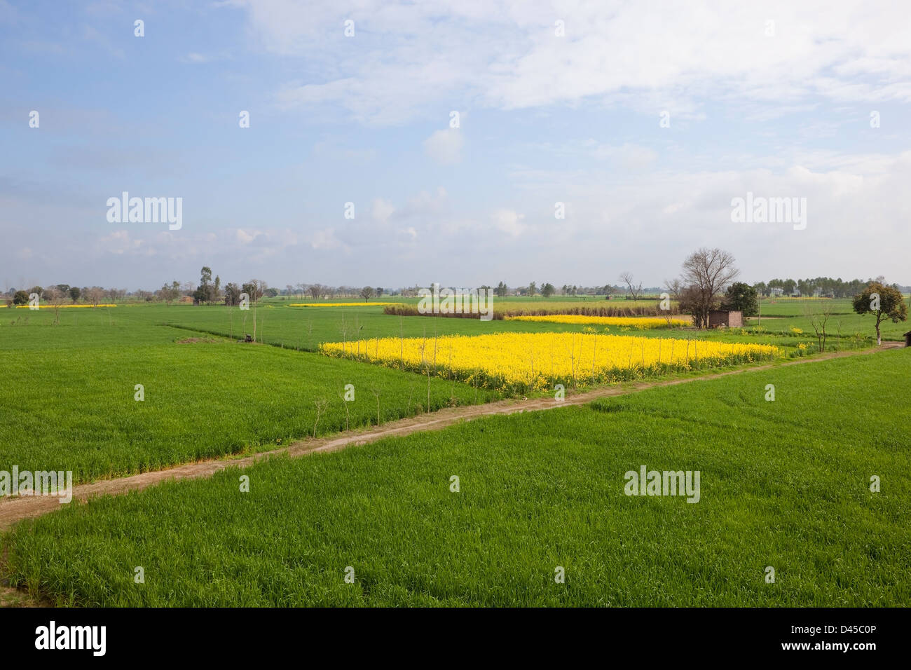 Weizen und Senf Felder an einem sonnigen Tag im landwirtschaftlichen Bundesstaat Punjab-Nordindien Stockfoto