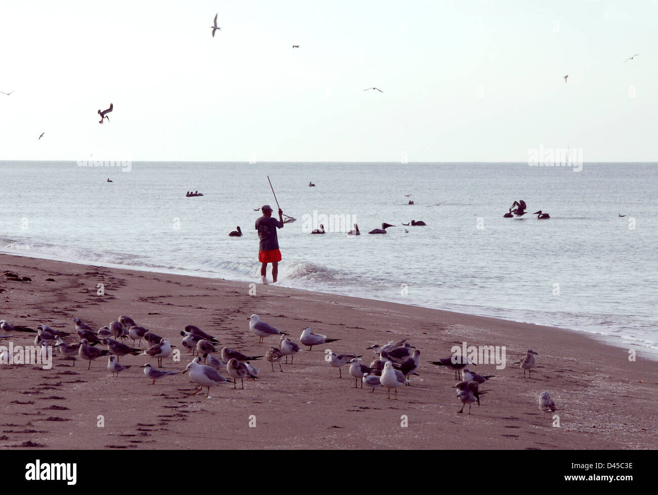 Venice Beach an der westlichen Küste von Florida können mit Pelikane, Möwen und Menschen überfüllt. Fischer konkurriert mit Vögel. Stockfoto