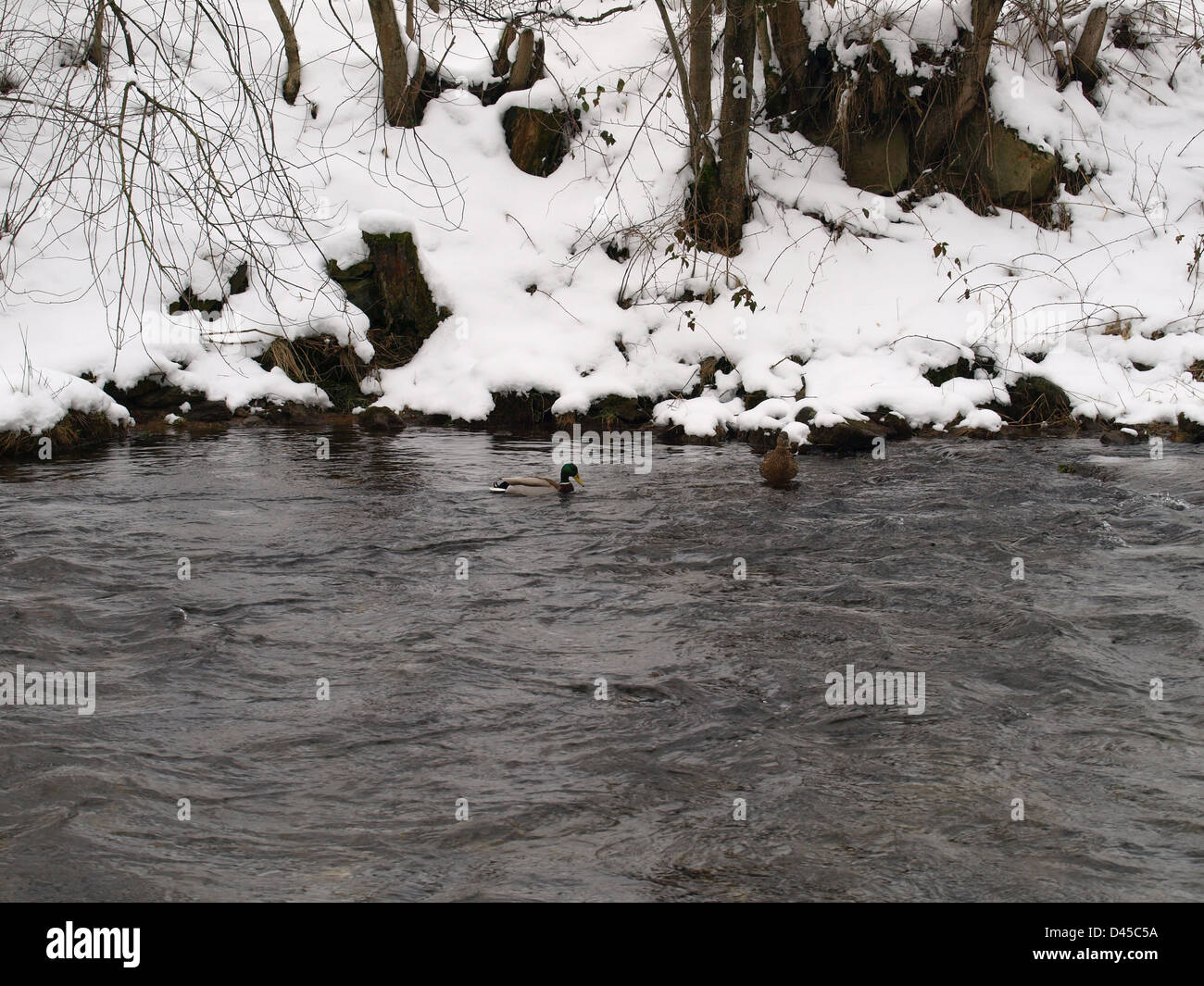 Stockenten im Wasser eines Flusses im winter Stockfoto