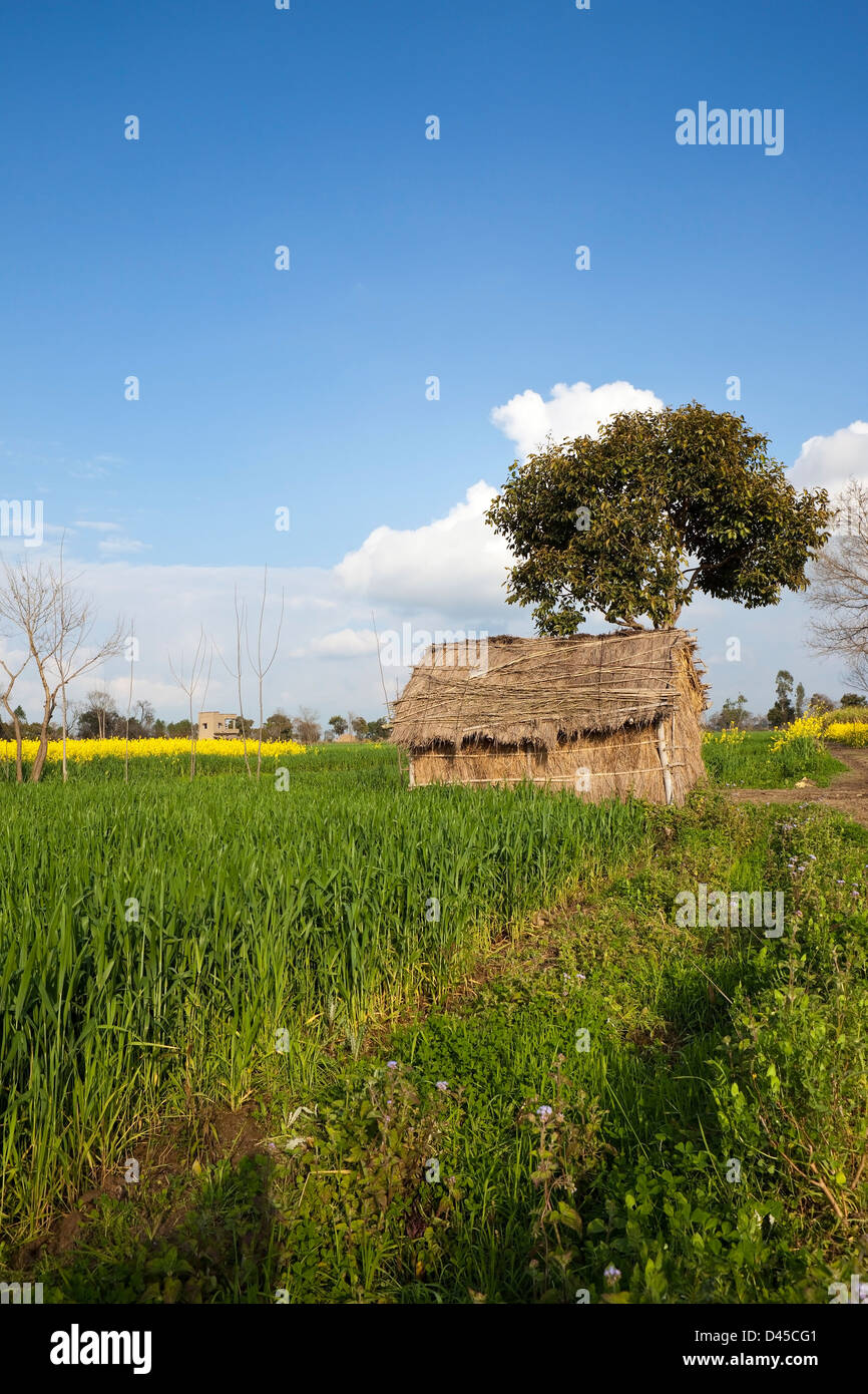 Eine landwirtschaftliche Landschaft mit Feldern und einer traditionellen Reetdach Hütte unter einem Baum im indischen Bundesstaat Punjab. Stockfoto