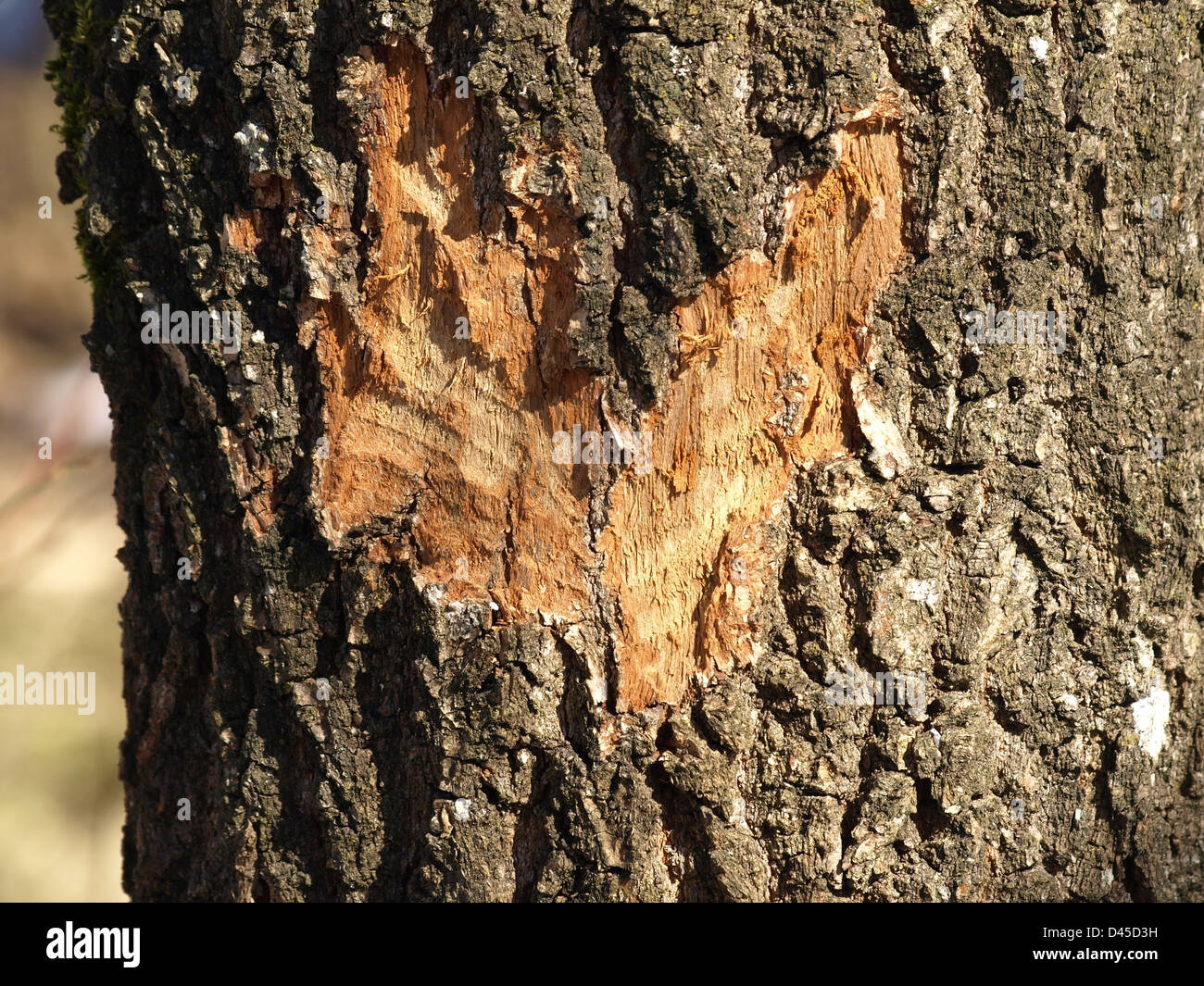 Baumrinde von Biber nagen in Herzform / Baumrinde von Einems Biber in Herzform Abgenagt Stockfoto