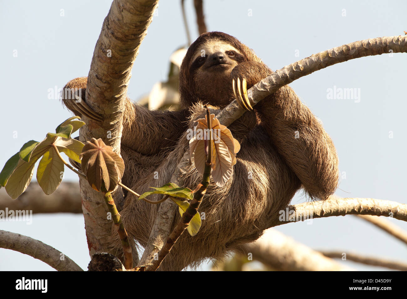 Drei-toed Sloth, Bradypus variegatus, in einem cecropia Baum neben Rio Chagres, Soberania Nationalpark, Republik Panama. Stockfoto