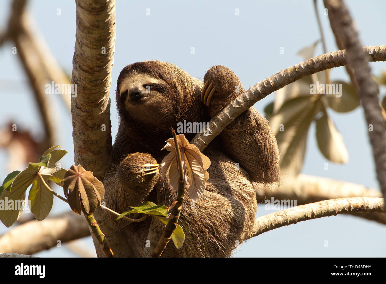 Drei-toed Sloth, Bradypus variegatus, in einem cecropia Baum neben Rio Chagres, Soberania Nationalpark, Republik Panama. Stockfoto