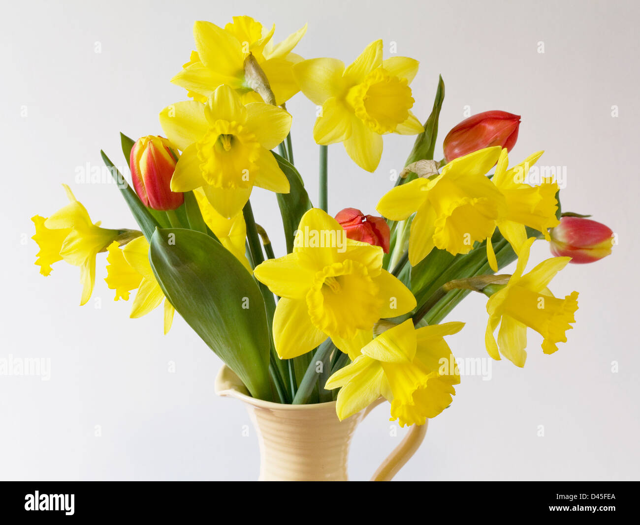 Narzissen und Tulpen in Vase. Stockfoto