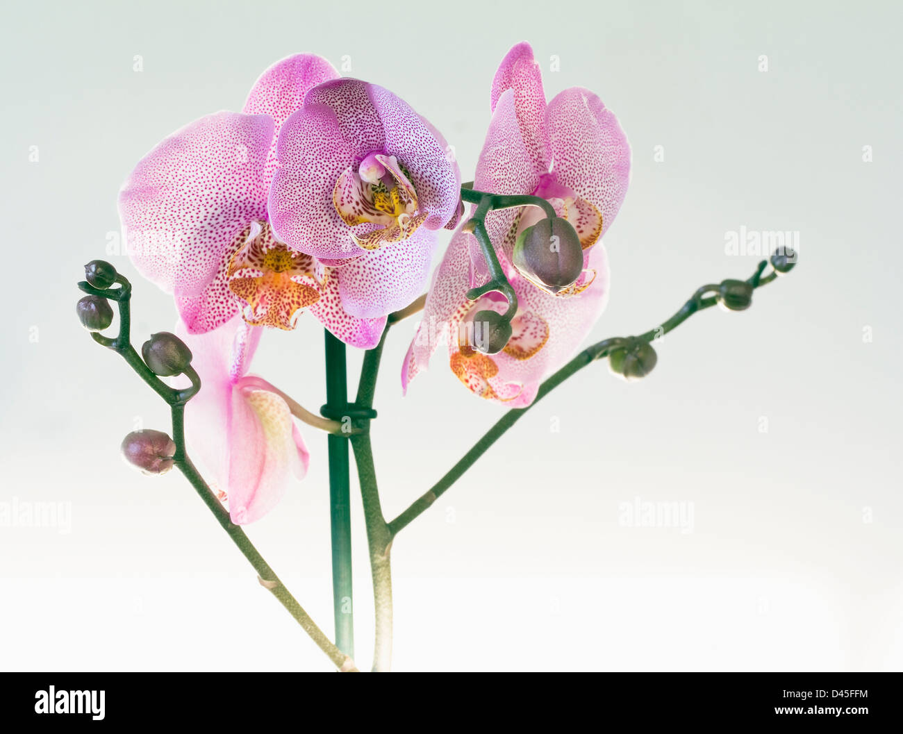 Phalaenopsis Orchidee Stillleben. Stockfoto