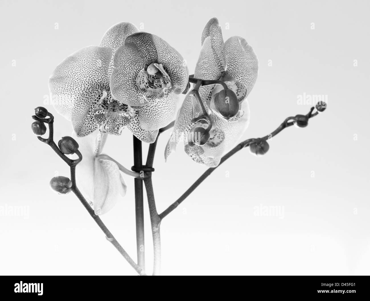 Phalaenopsis Orchidee Stillleben. Stockfoto