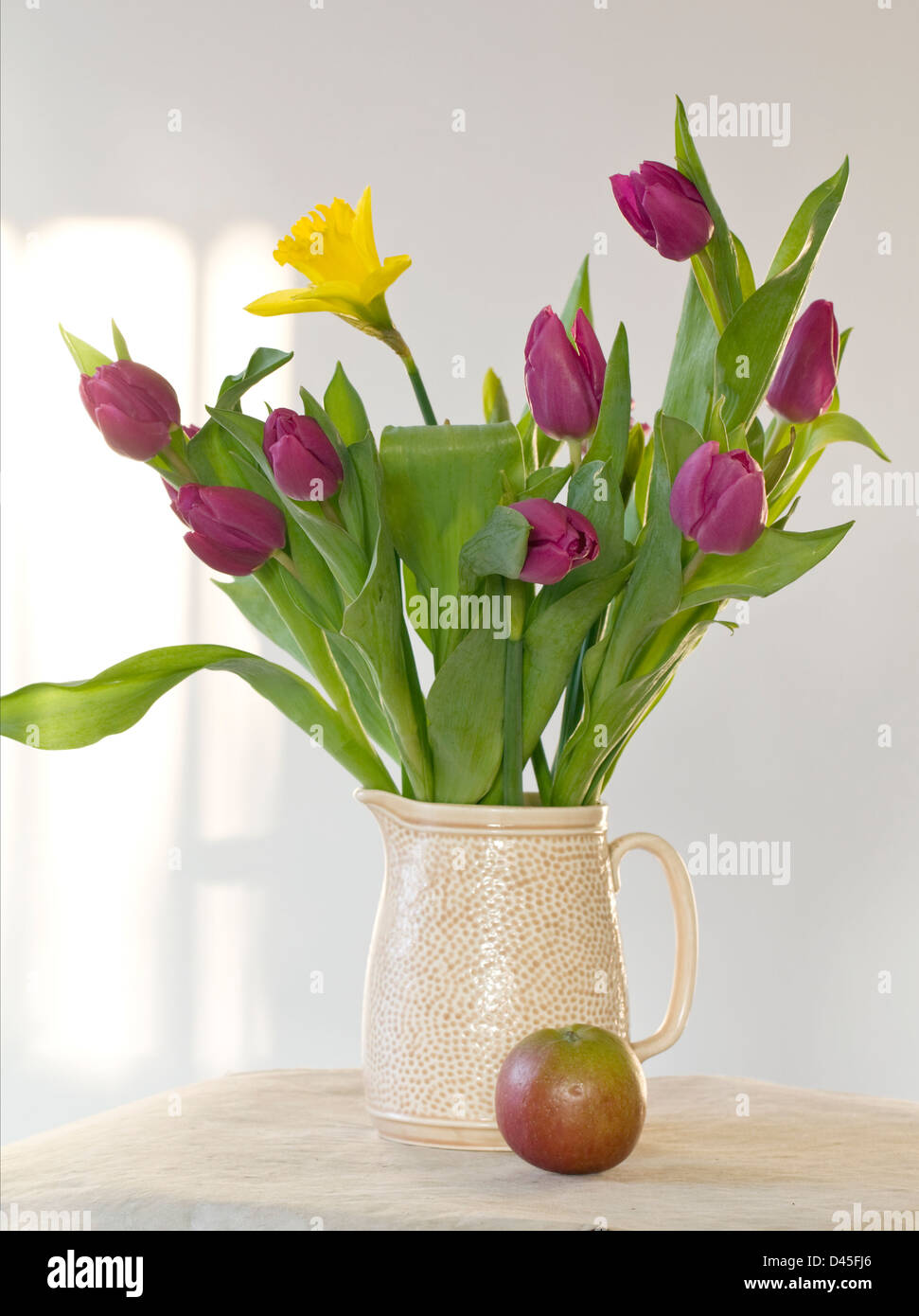 Lila Tulpen und Narzissen in Vase auf weißem Hintergrund mit Apple. Stockfoto