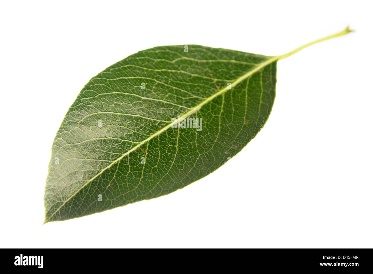 Birne Blatt Closeup isoliert auf weiss Stockfoto