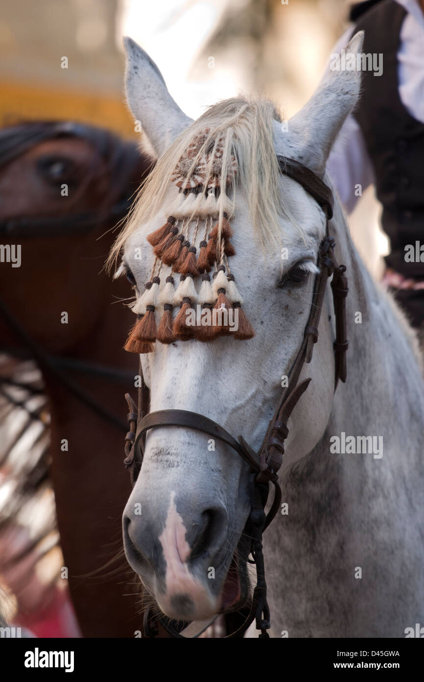 Porträt von verzierten weißen Pferd Stockfoto