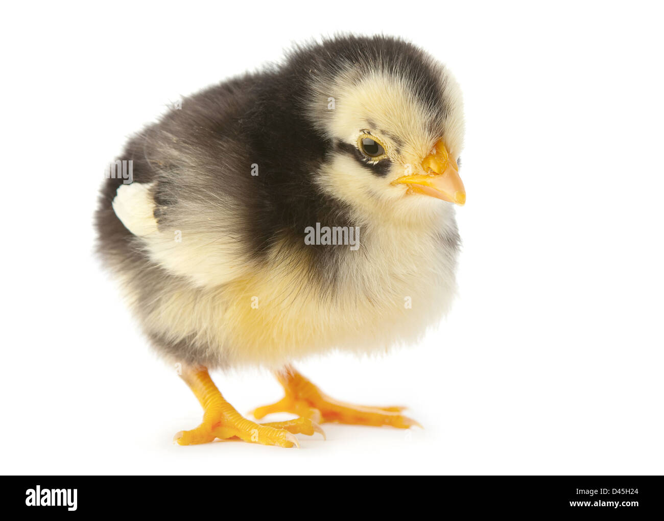 Baby Huhn Closeup isoliert auf weiss Stockfoto