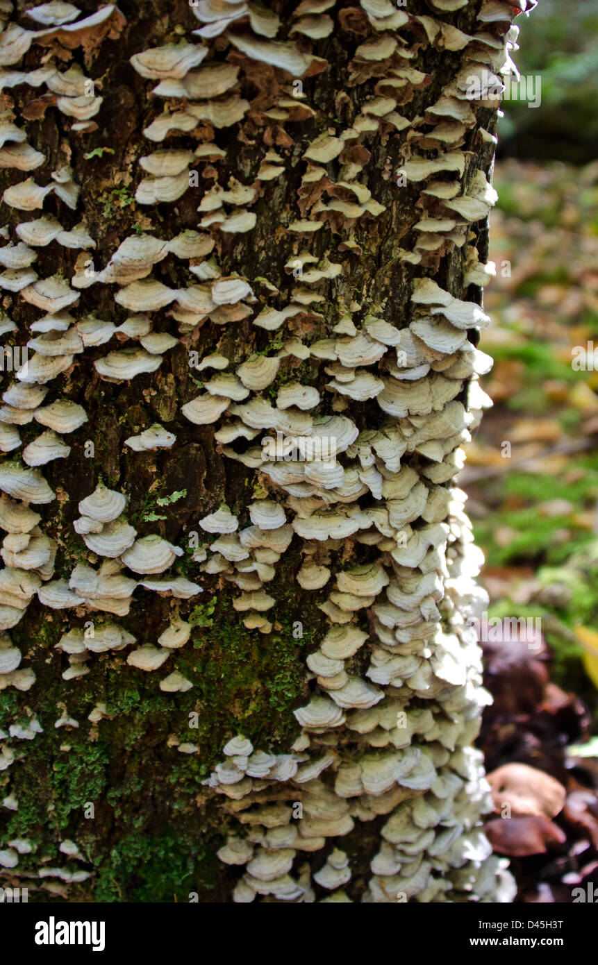 Violette gezahnten Polypore Baum Pilz Stockfoto