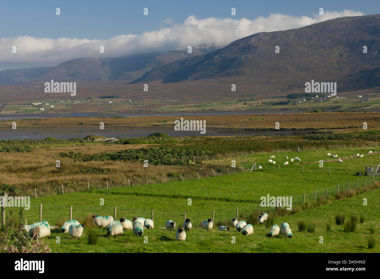 Schafbeweidung auf Achill Island, mit sanften Hügeln der Halbinsel Corraun hinter, Westport, County Mayo, Irland Stockfoto