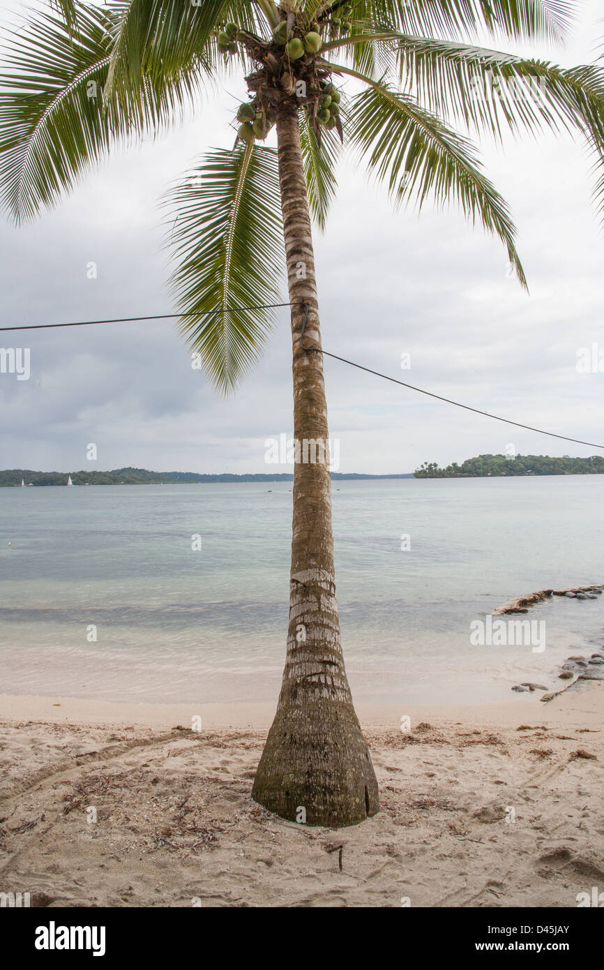 Eine Kokospalme am Sandstrand. Stockfoto