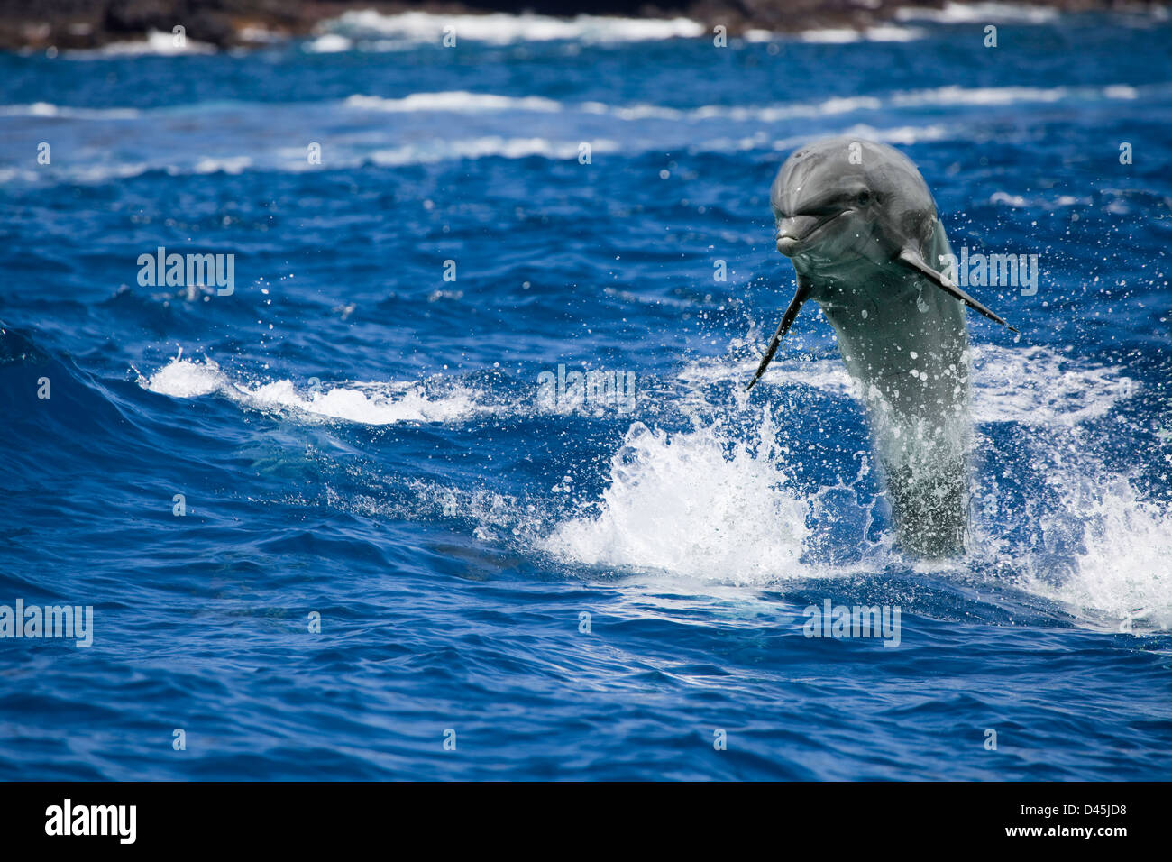 Tümmler, Tursiops Truncatus, war bei einer Gefangenschaft Delphinshow in Hawaii fotografiert und dann digital veröffentlicht. Stockfoto