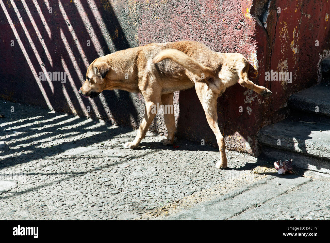 streunende jungen Hund mit braunen Fell ohne Kragen entlastet sich gegen alte rote Wand Ecke außerhalb La Merced Markt Oaxaca Mexico Stockfoto