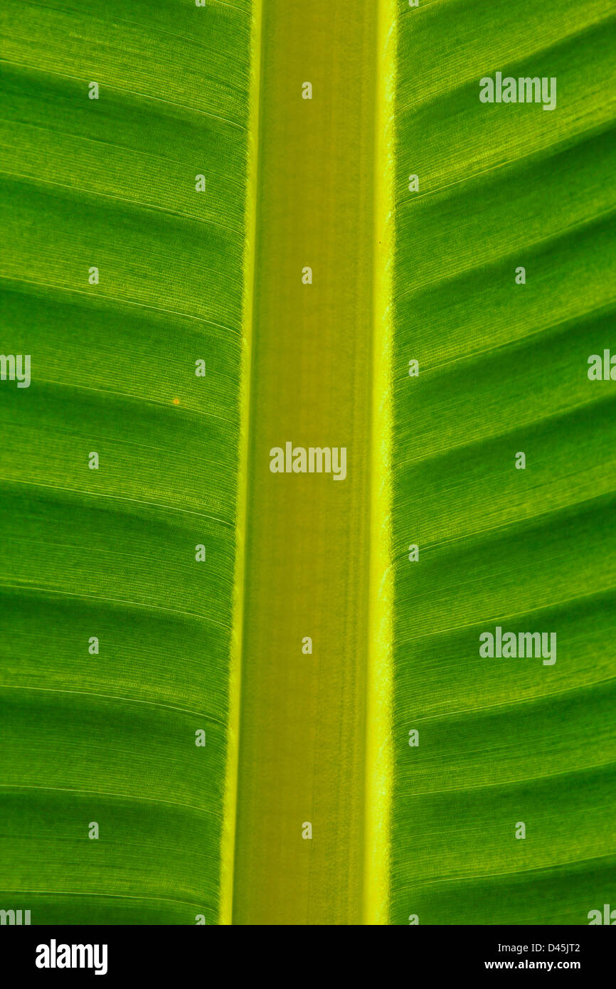 Bananenblatt, mit Zentralvene hautnah Stockfoto