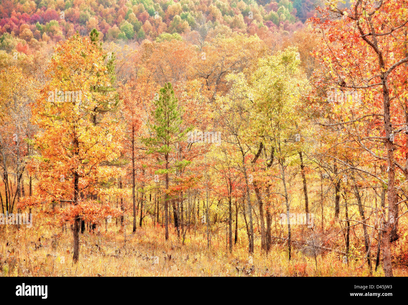 bunte Blätter auf den Bäumen im Herbst oder im Herbst Stockfoto