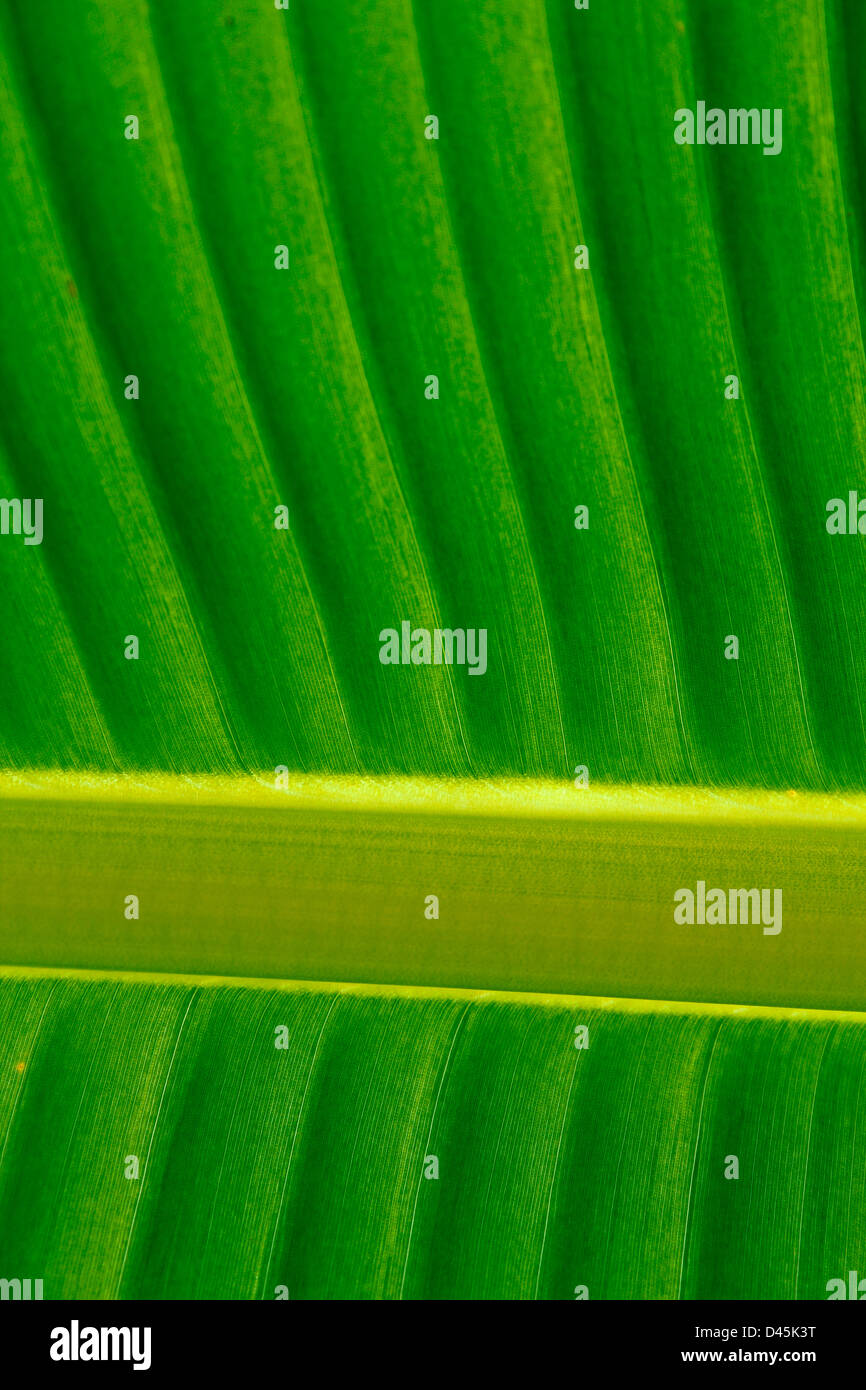 Bananenblatt, mit Zentralvene hautnah Stockfoto