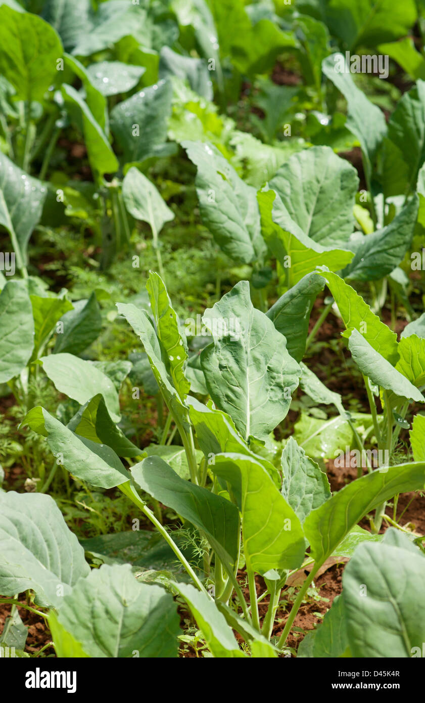 Bio-Gemüse wächst in diesem Permakultur-Garten Stockfoto