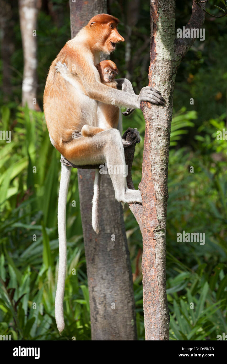 Weibliche Proboscis Affe, die Drohungen zeigen, während ihr anhaftende Baby ängstlich andere Affen (Nasalis Larvatus) im malaysischen Küstenwald anschaut Stockfoto