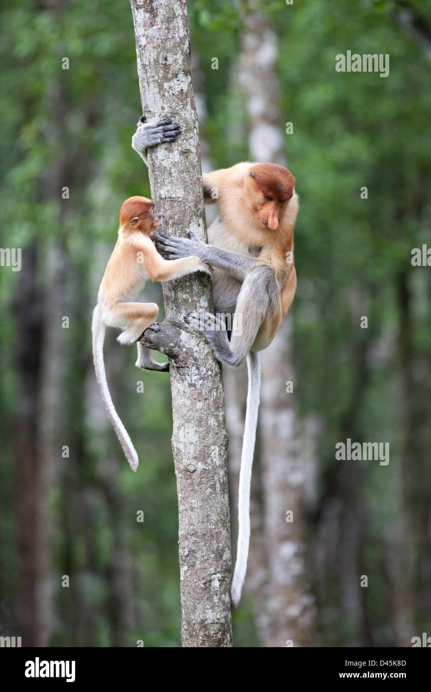 Proboscis Monkeys (nasalis larvatus) Klettern auf Bäume im Mangrovenwald an der Küste Borneas, Sabah, Borneo, Malaysia Stockfoto
