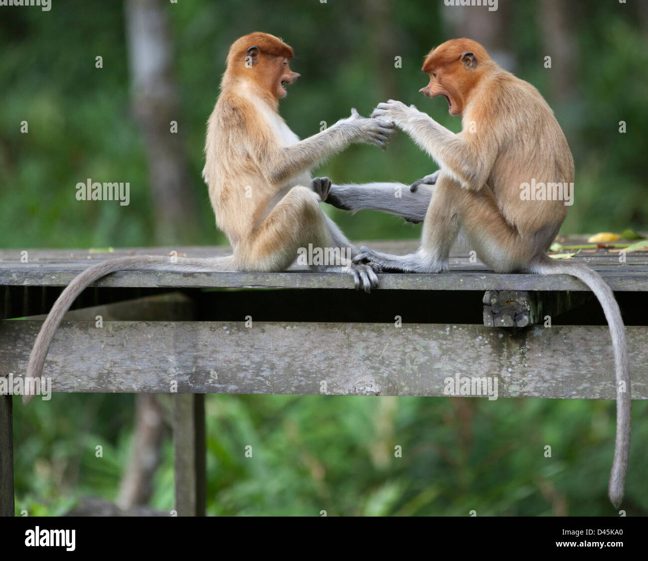 Wilde junge Proboscis Monkeys (Nasalis Larvatus) spielen zusammen in einem Naturschutzgebiet auf Borneo Stockfoto