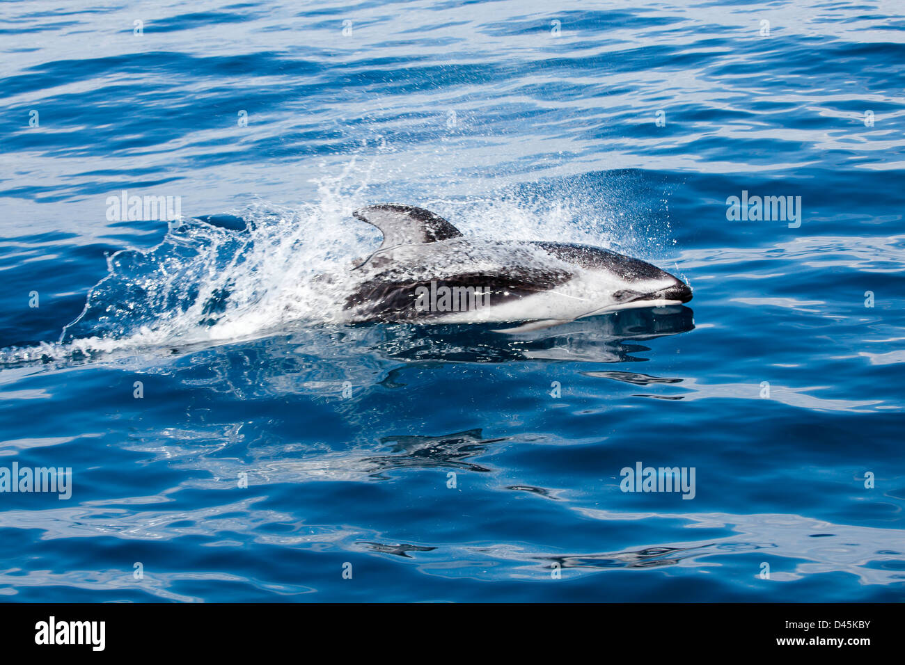Pacific weiß-seitig Delphin, Lagenorhynchus Obliquidens, ernähren sich von Fischen und Tintenfischen, Pazifik vor Ensenada, Mexiko. Stockfoto