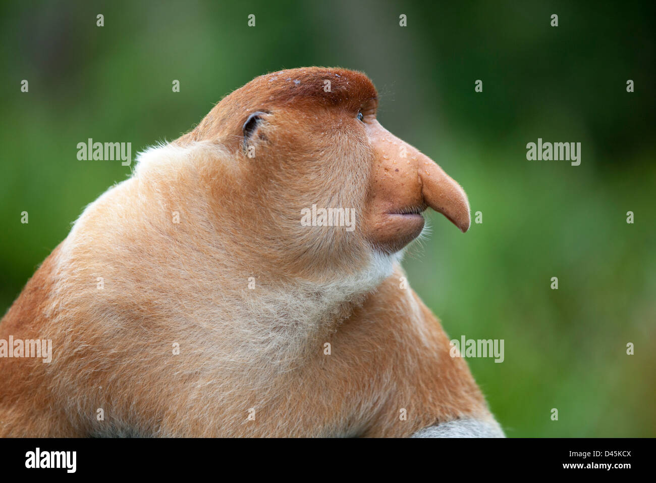 Proboscis Monkey dominantes Männchen (nasalis larvatus) Stockfoto