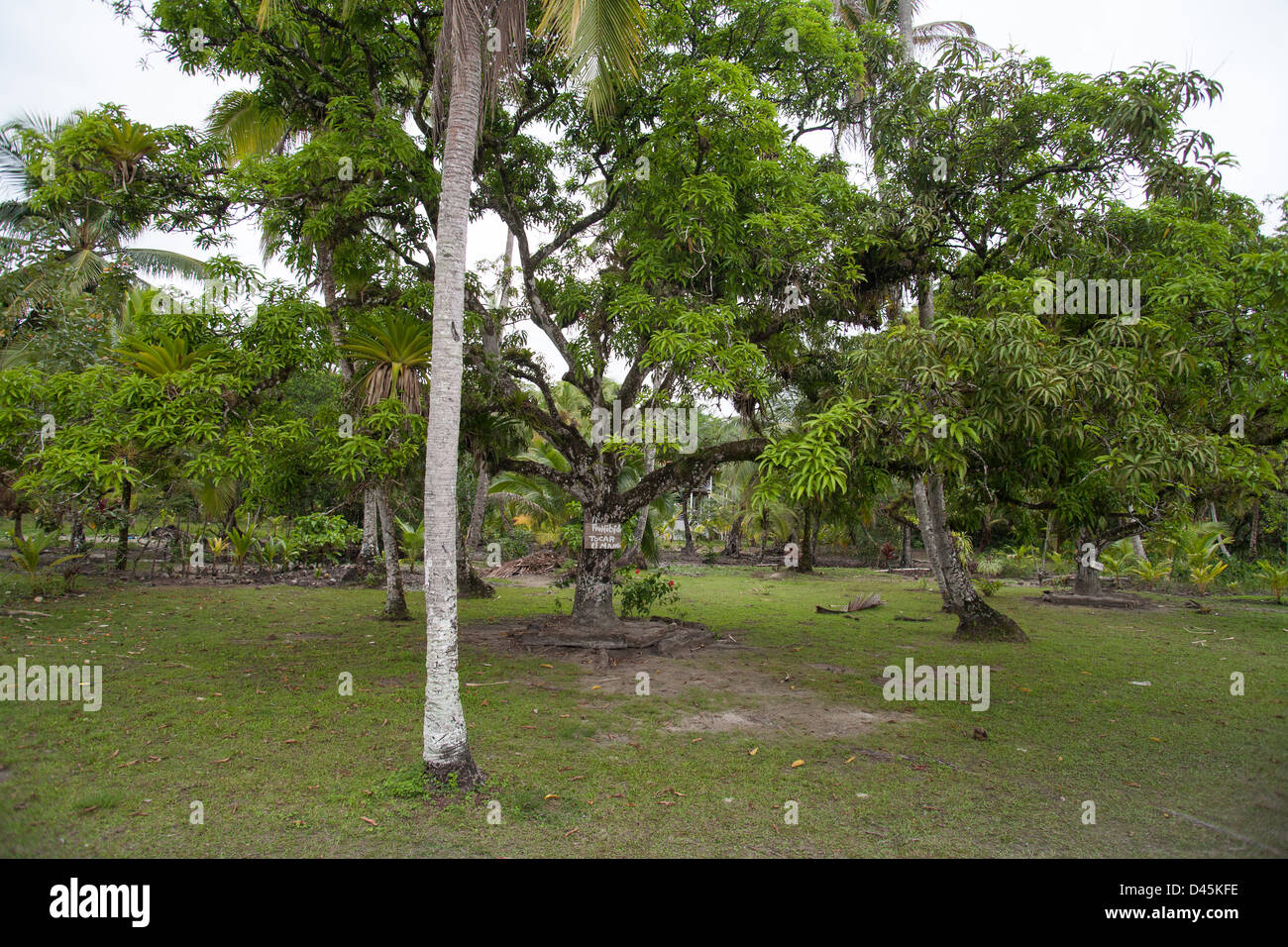 Reife Mangobaum in der Mitte ein Feld auf einer Insel in den Schären. Stockfoto