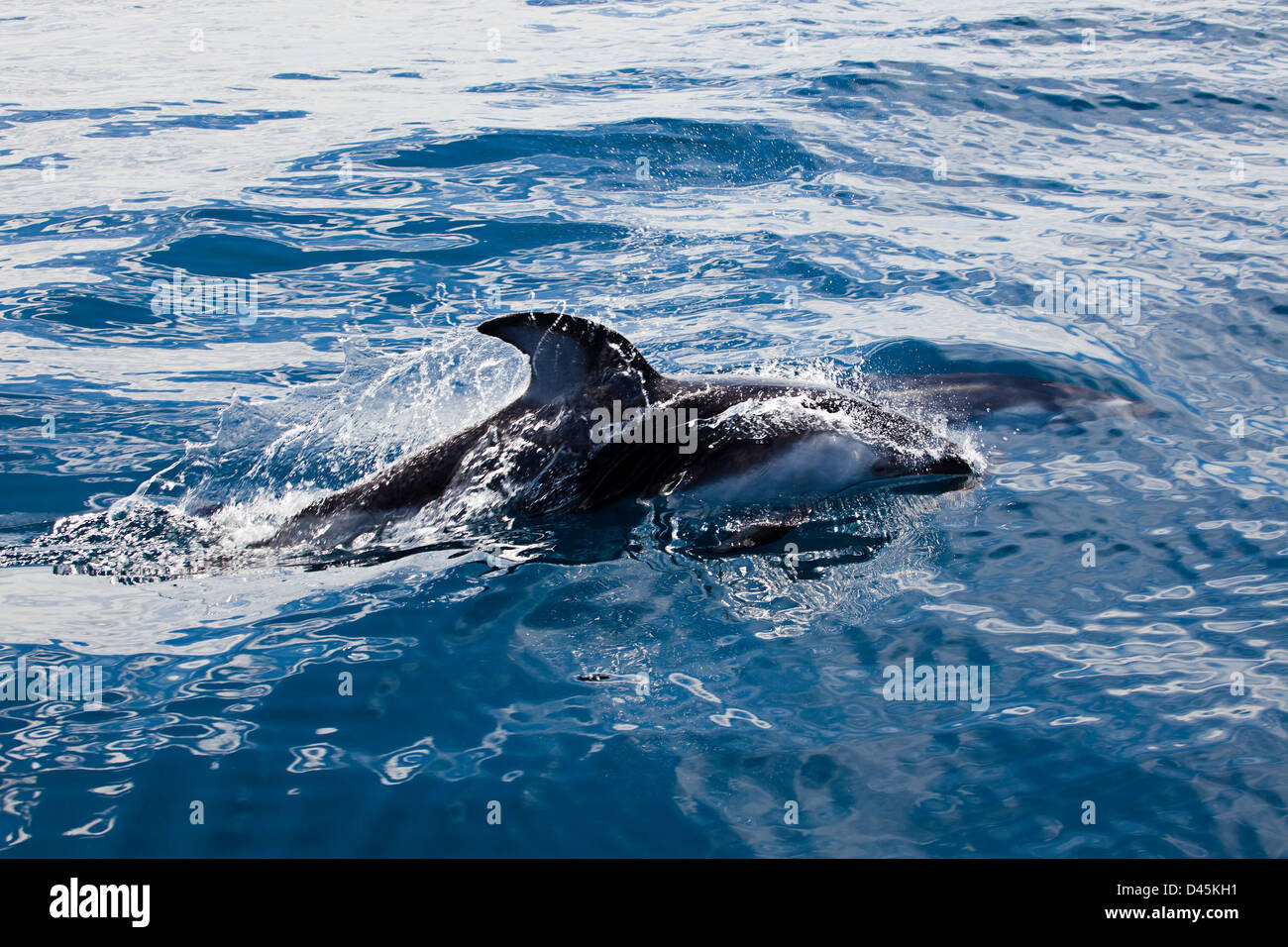 Pacific weiß-seitig Delphin, Lagenorhynchus Obliquidens, ernähren sich von Fischen und Tintenfischen, Pazifik vor Ensenada, Mexiko. Stockfoto