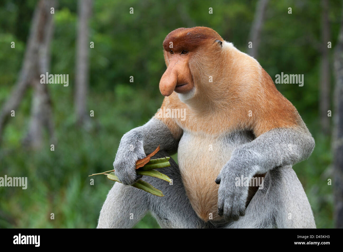 Proboscis Monkey dominantes Männchen, das Mangrovenblätter (nasalis larvatus) im Bornean-Küstenwald hält Stockfoto