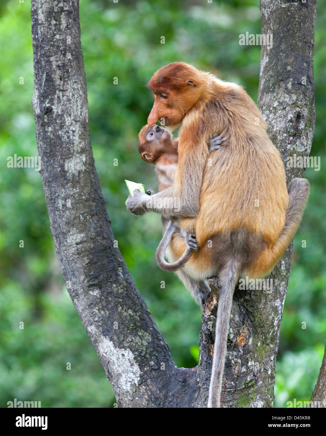 Mutter hält Jungbaby Proboscis Monkey (Nasenarven) im Baum und isst Gurke aus Nahrungsergänzungsfutter, das wegen Verlust des Lebensraums benötigt wird. Borneo Stockfoto