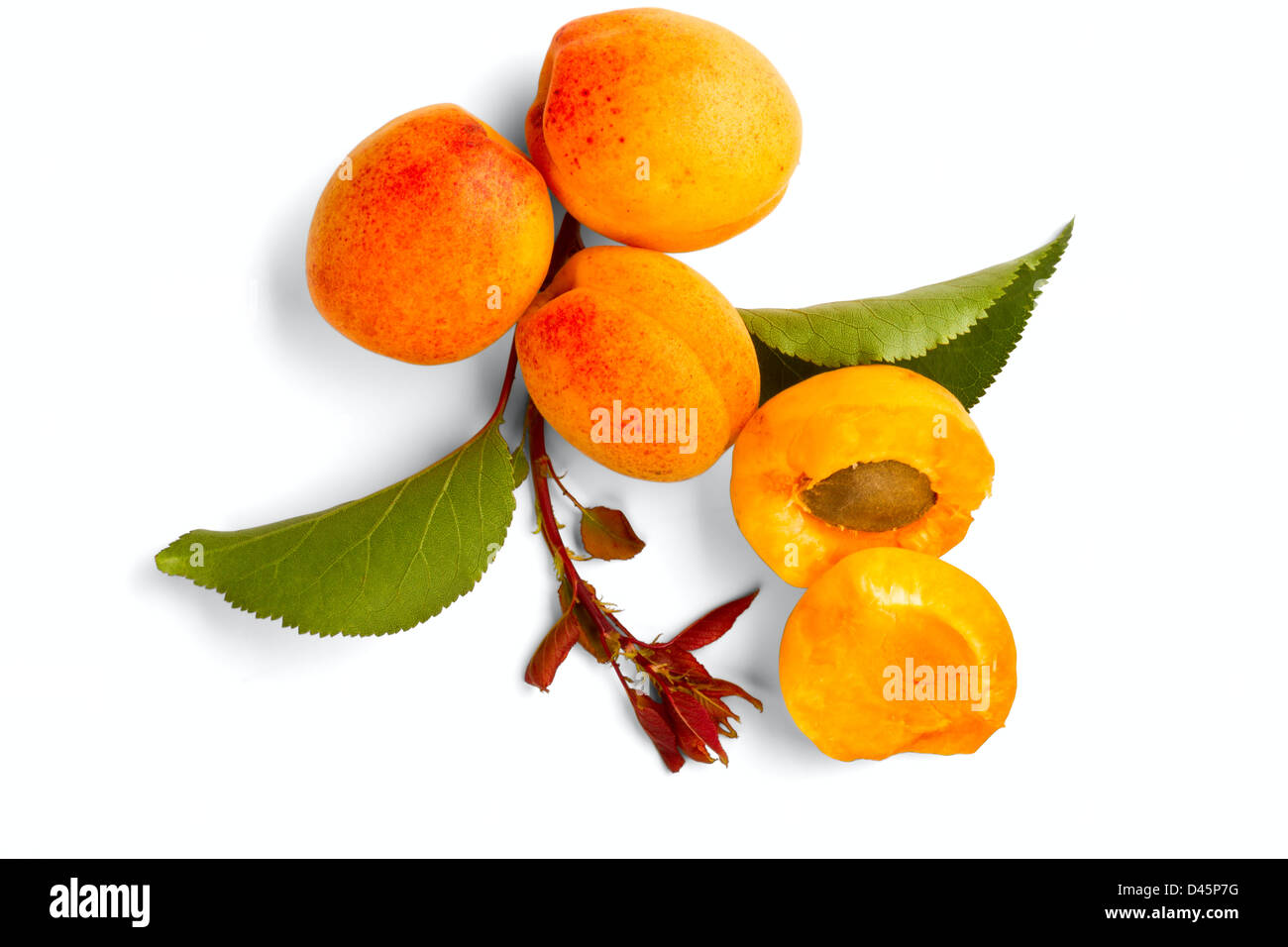 Aprikose Früchten isoliert auf weißem Hintergrund Stockfoto