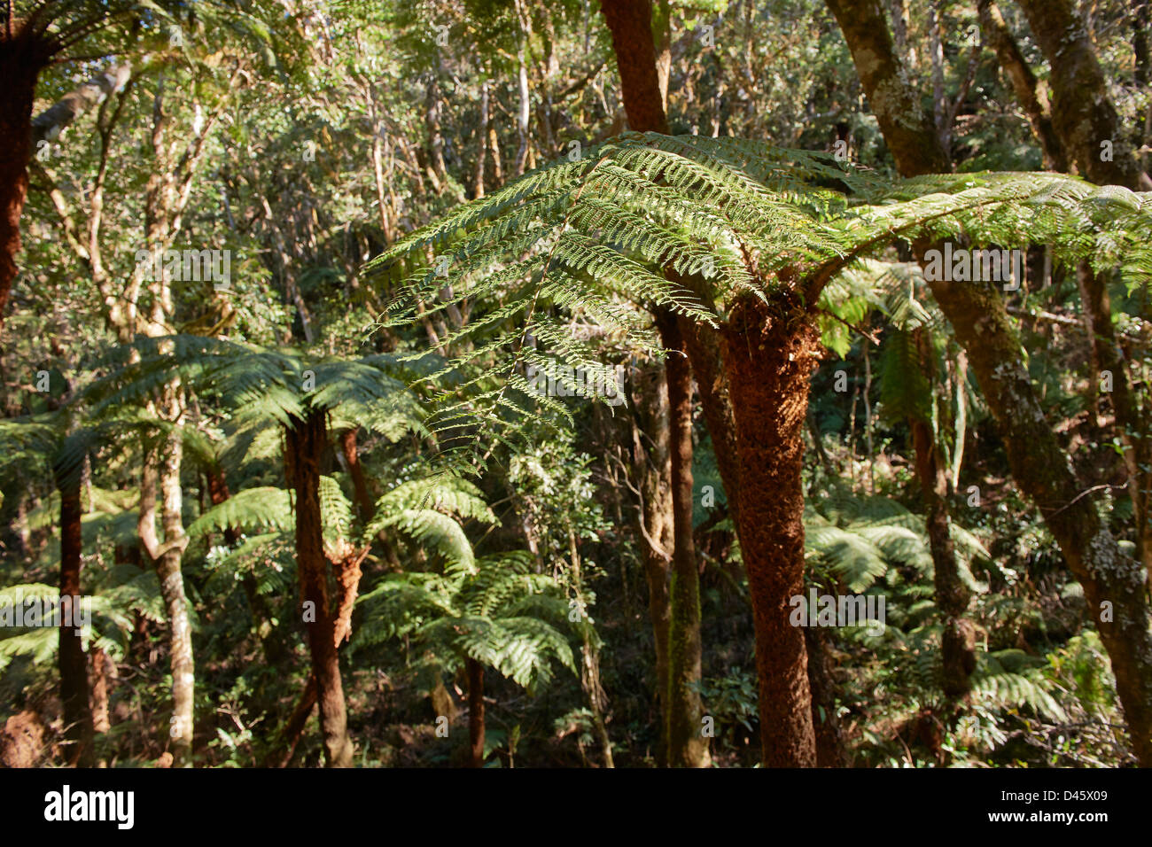 endemische Riesen Baumfarn, Cyatheaceae, Amboro Nationalpark, Samaipata, Bolivien, Südamerika Stockfoto