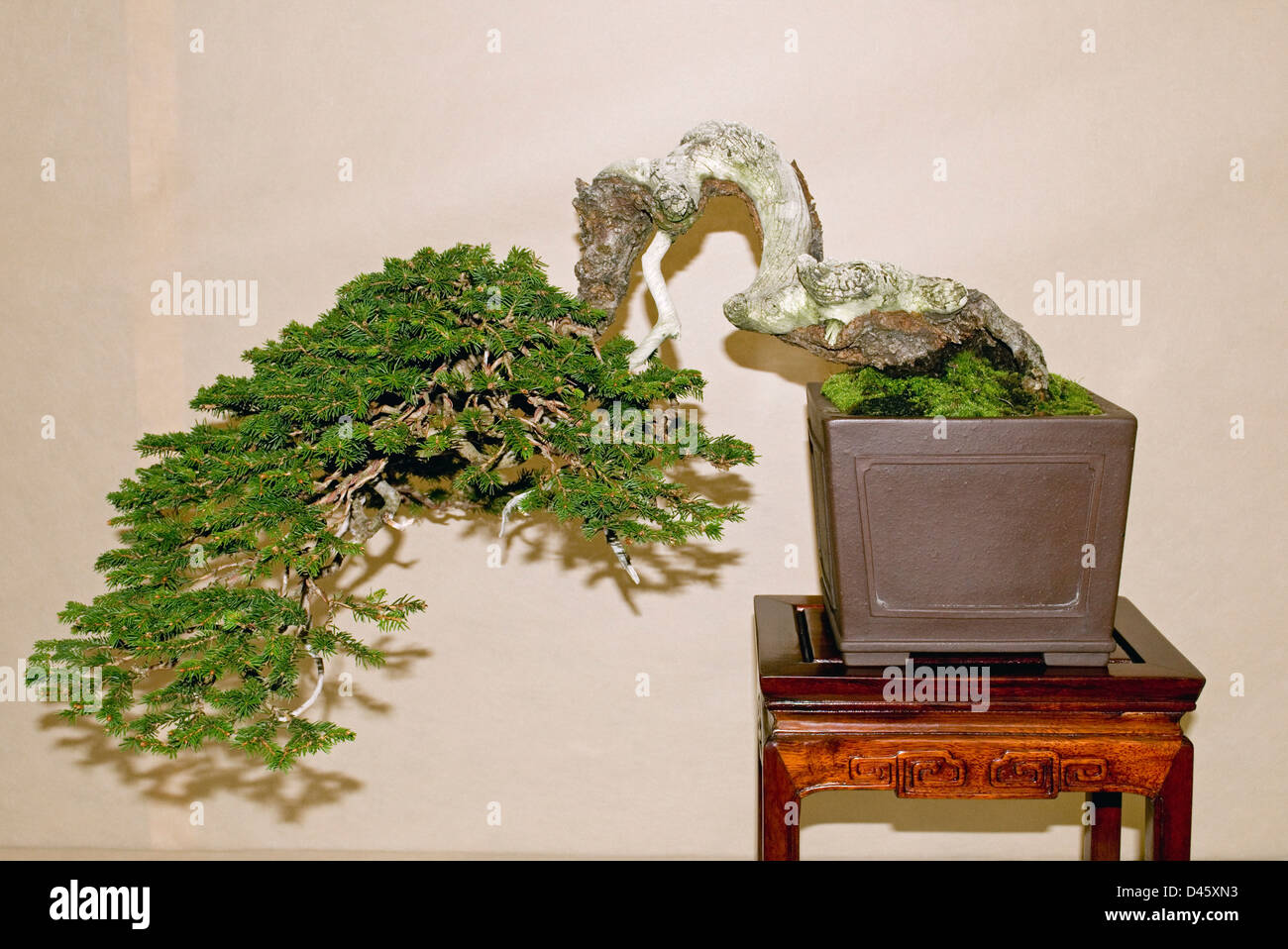 igel wacholder bonsai Juniperus main image 1