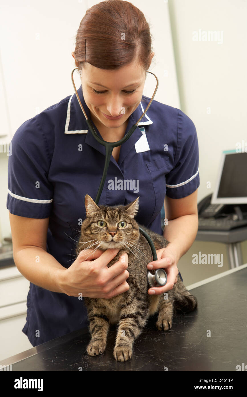 Weibliche Tierarzt untersuchen Katze In der Chirurgie Stockfoto