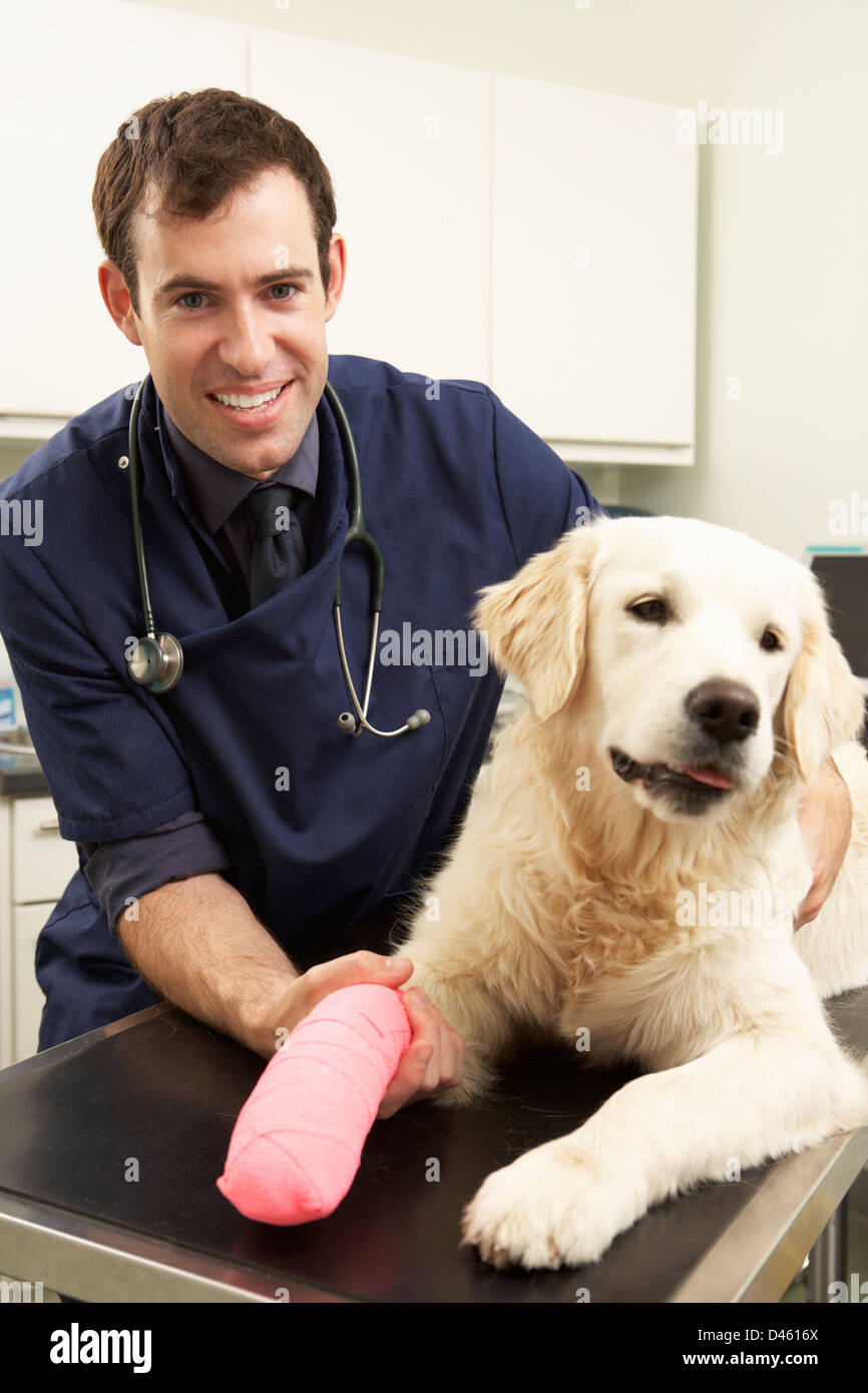 Männliche Tierarzt Behandlung von Hund In der Chirurgie Stockfoto