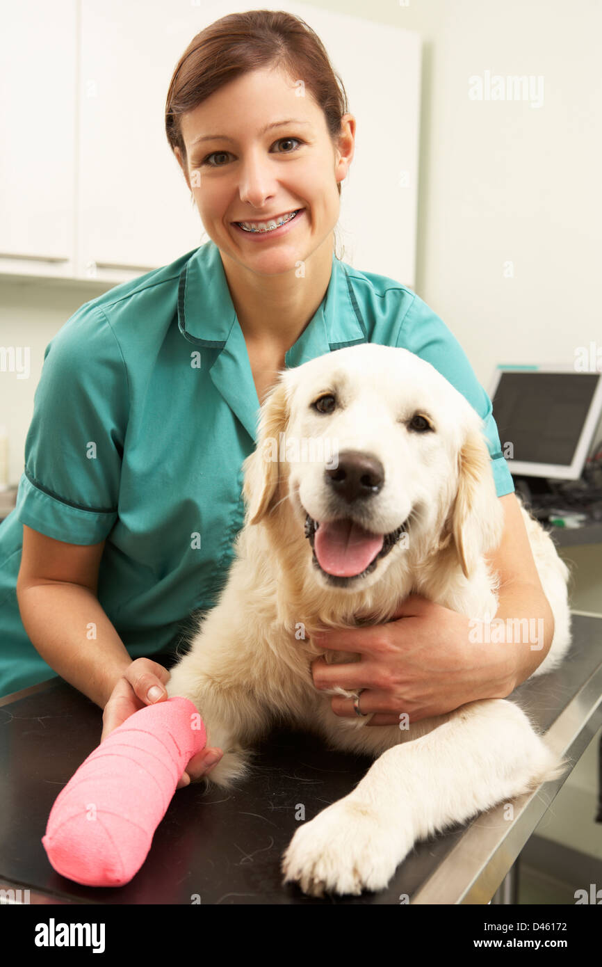 Weibliche Tierarzt Behandlung von Hund In der Chirurgie Stockfoto