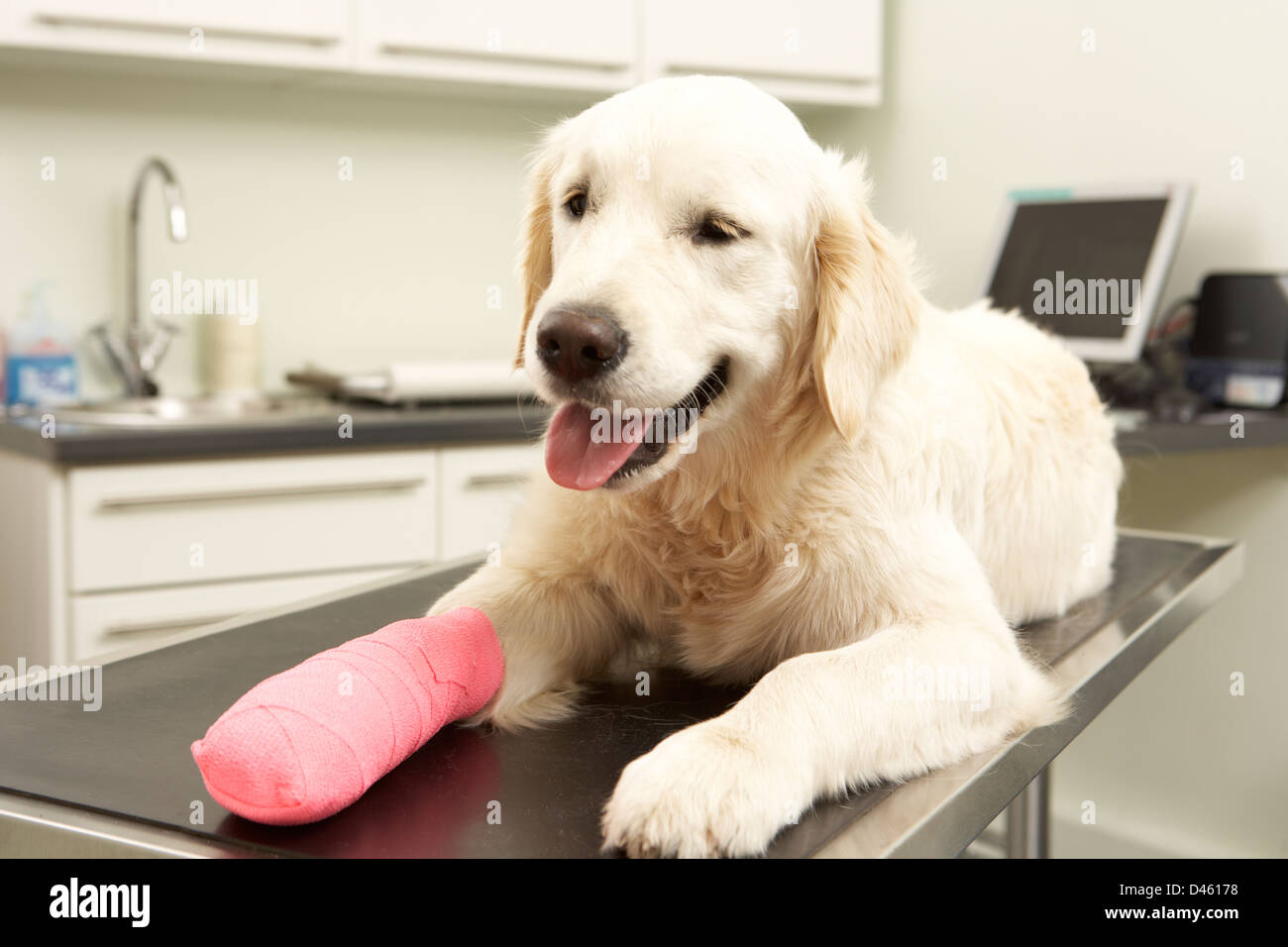 Hund erholt sich nach der Behandlung auf Tisch In Tierarztpraxis Stockfoto