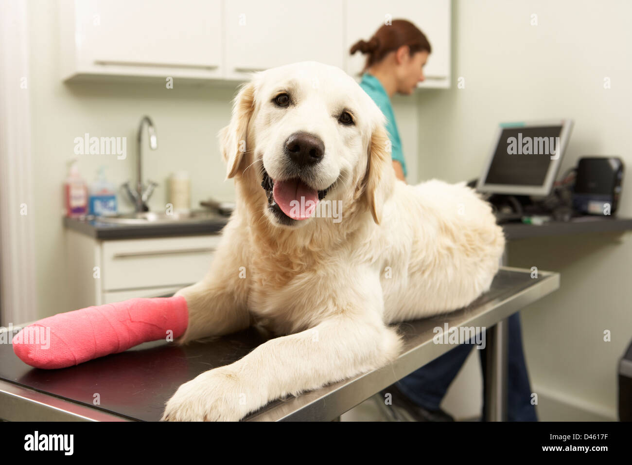 Weibliche Tierarzt Behandlung von Hund In der Chirurgie Stockfoto