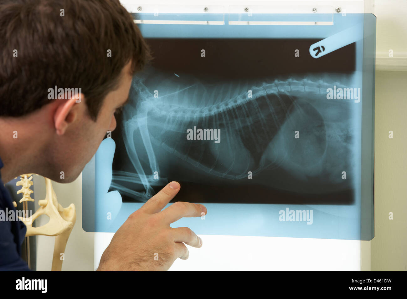 Männliche Tierarzt Prüfung X-Ray In der Chirurgie Stockfoto