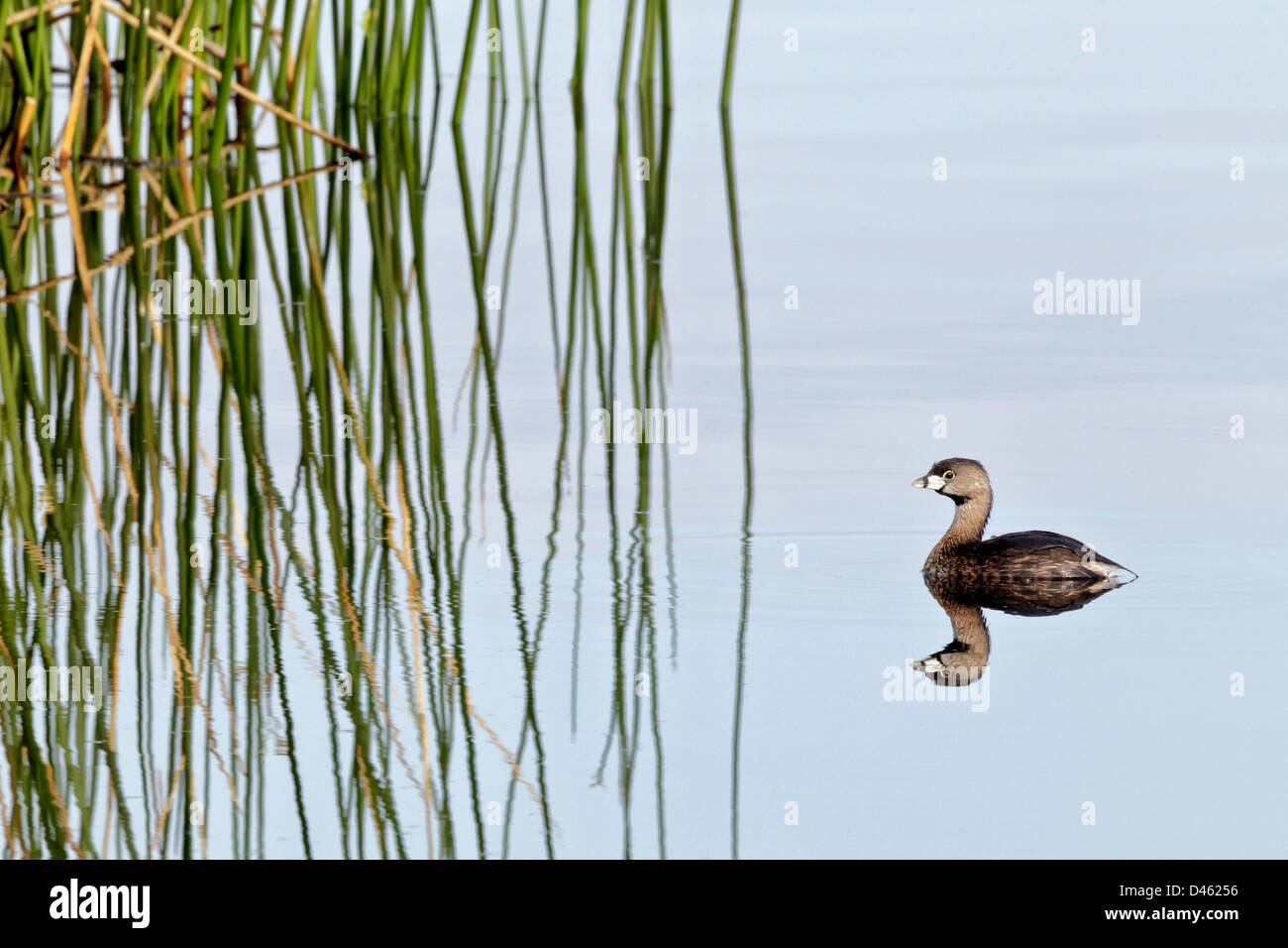 Pied abgerechneten Grebe schwimmen auf Binnengewässern Stockfoto