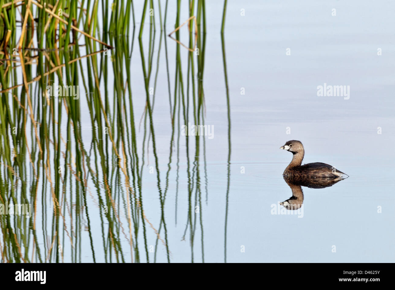 Pied abgerechneten Grebe schwimmen auf Binnengewässern Stockfoto