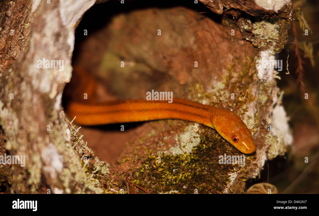 RATTENSCHLANGE RUHT IN BAUMHÖHLE Stockfoto